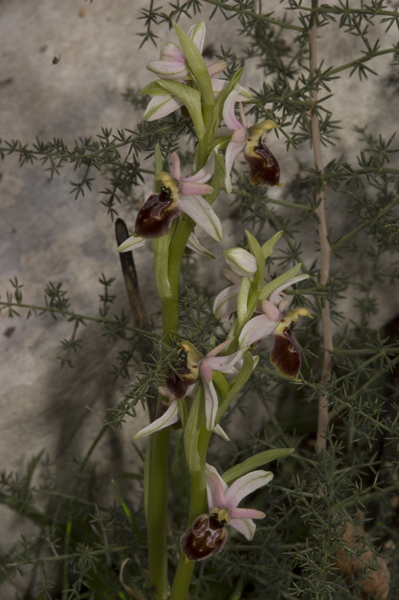 Ophrys ... un giro a 